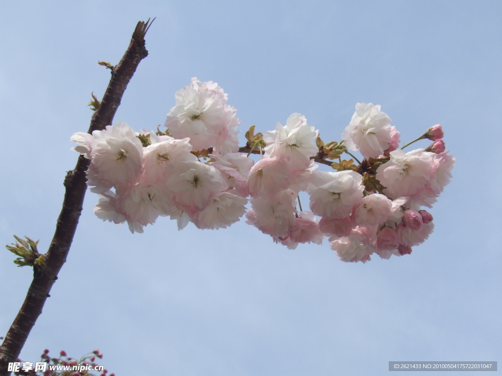 横空出世（樱花）