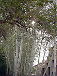 莫高窟风景
