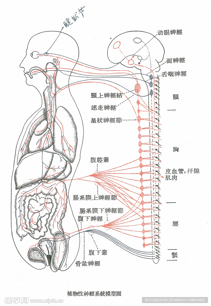 植物性系统神经