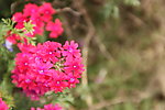 小红花