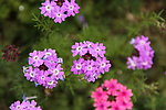 紫花