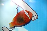 观赏鱼