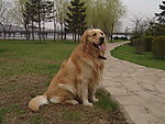 导盲犬