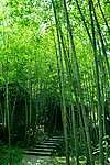 竹林