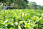 揭西京明茶园