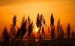 夕阳芦苇