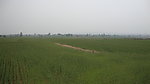 小麦