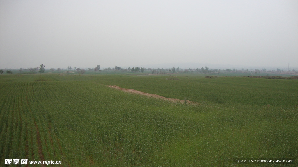 小麦