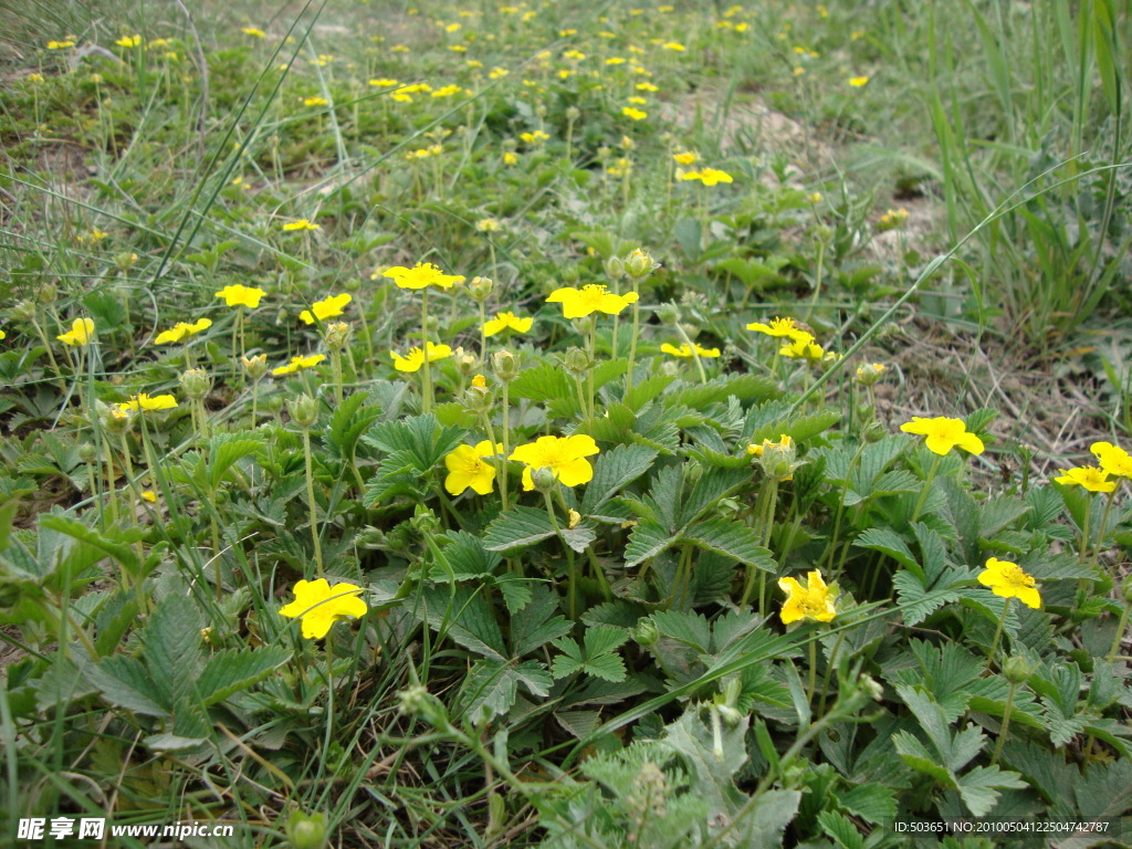 小野菊