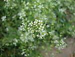 白花绿叶
