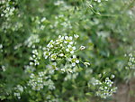 白花绿叶