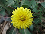 小野菊