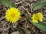 小野菊