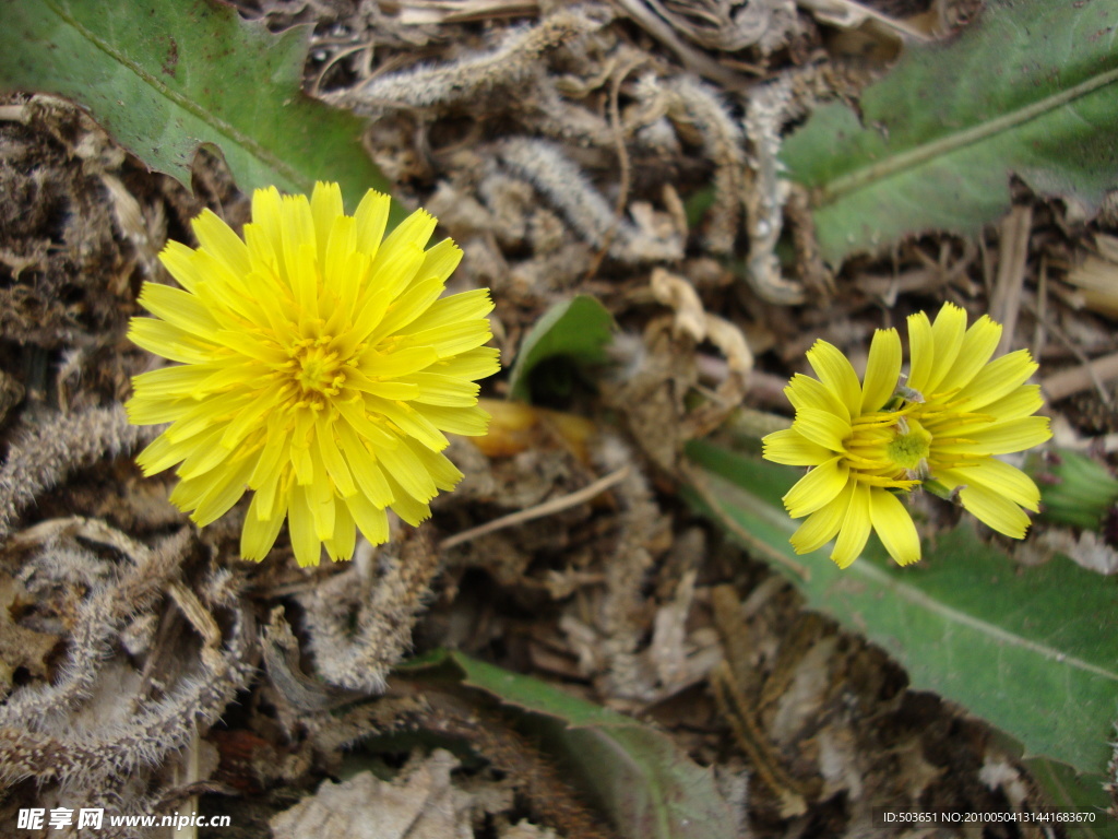 小野菊