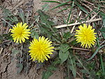 小野菊