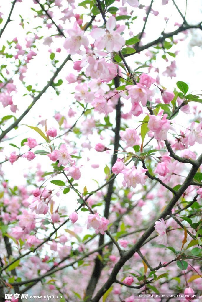 四月芳菲