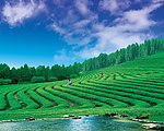茶园