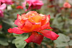 红月季 花