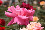 粉红月季 花