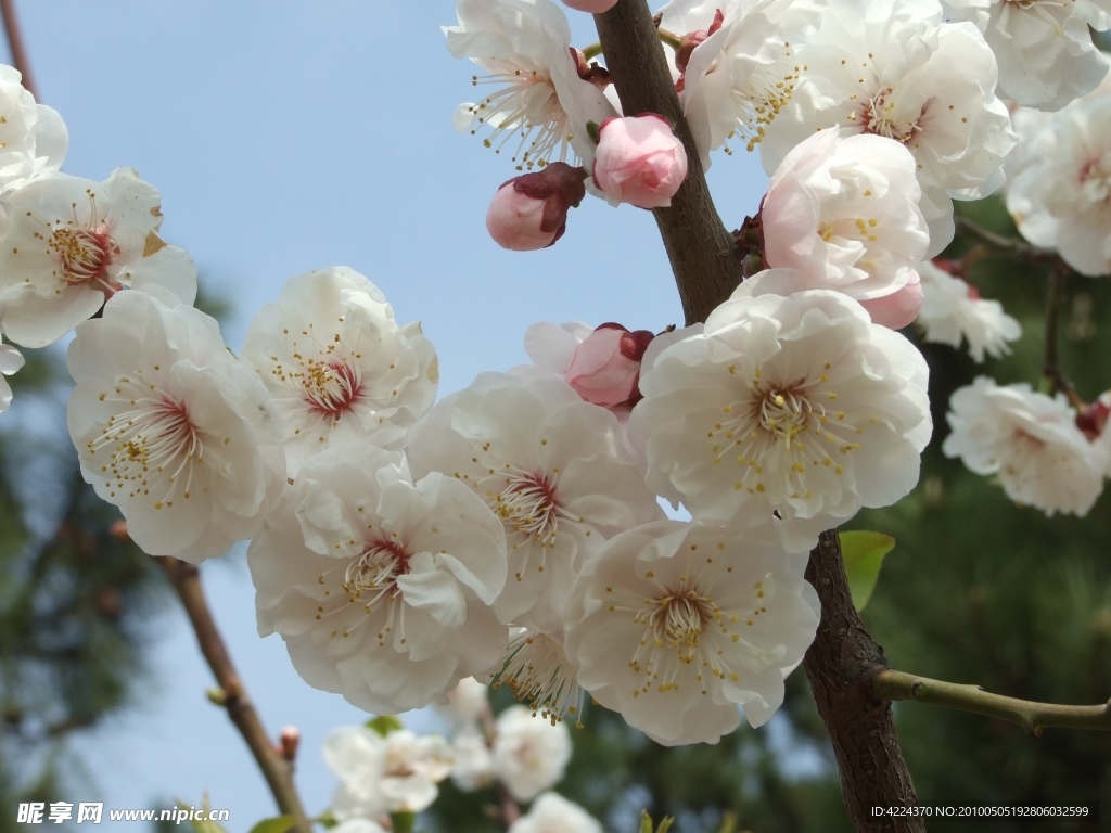 梅花