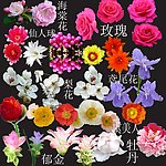 花卉大全