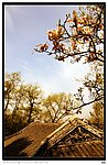 虎丘