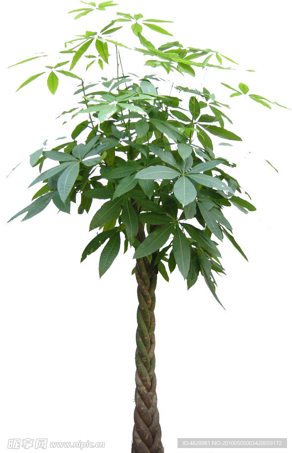 盆景植物