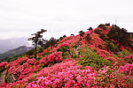 麻城 杜鹃花海