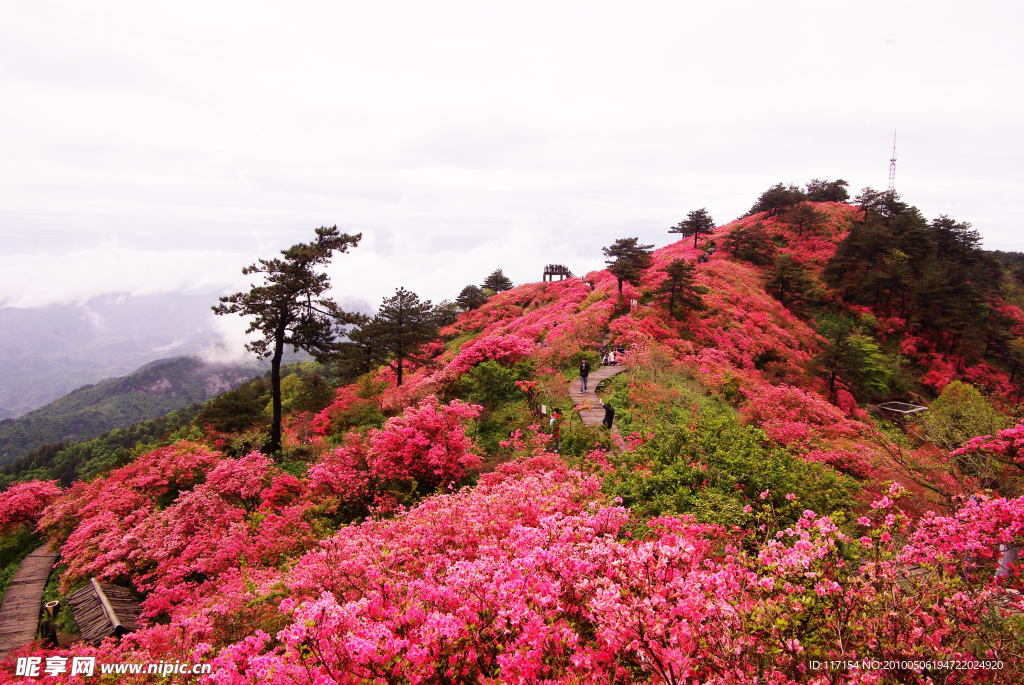 麻城 杜鹃花海