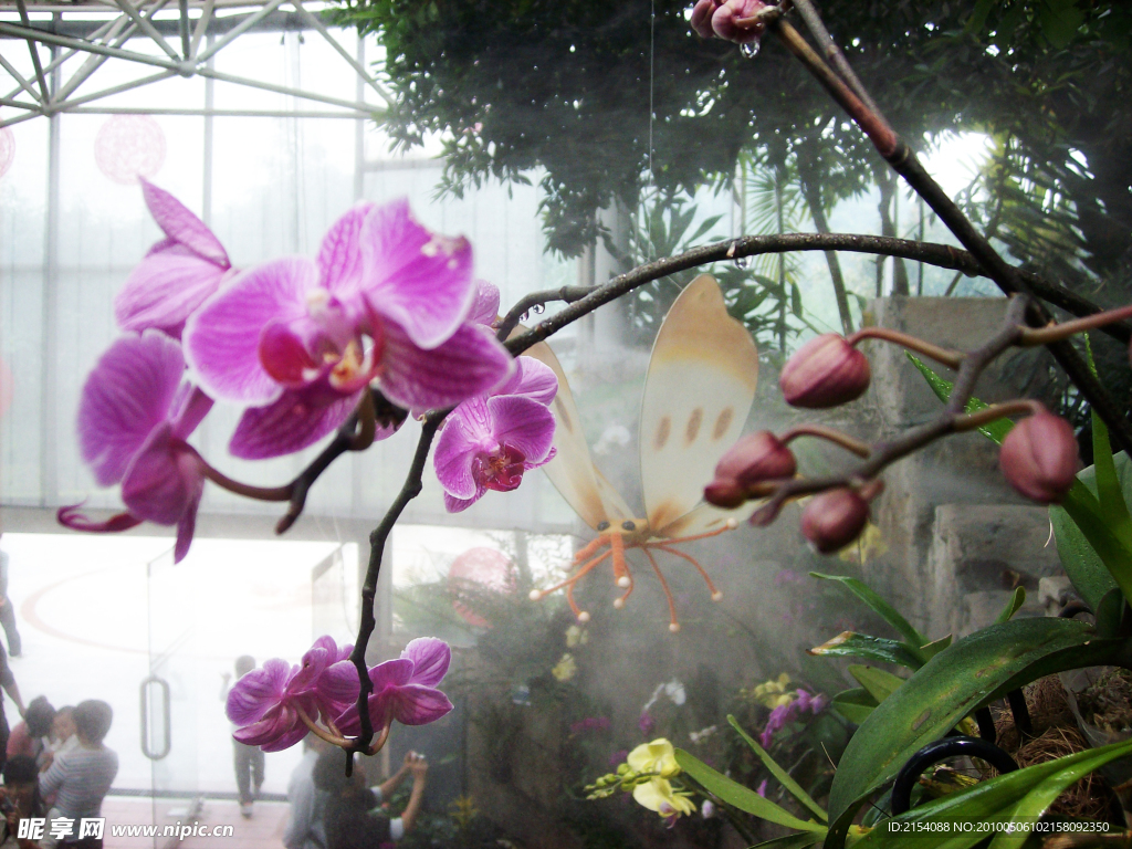 水露兰花