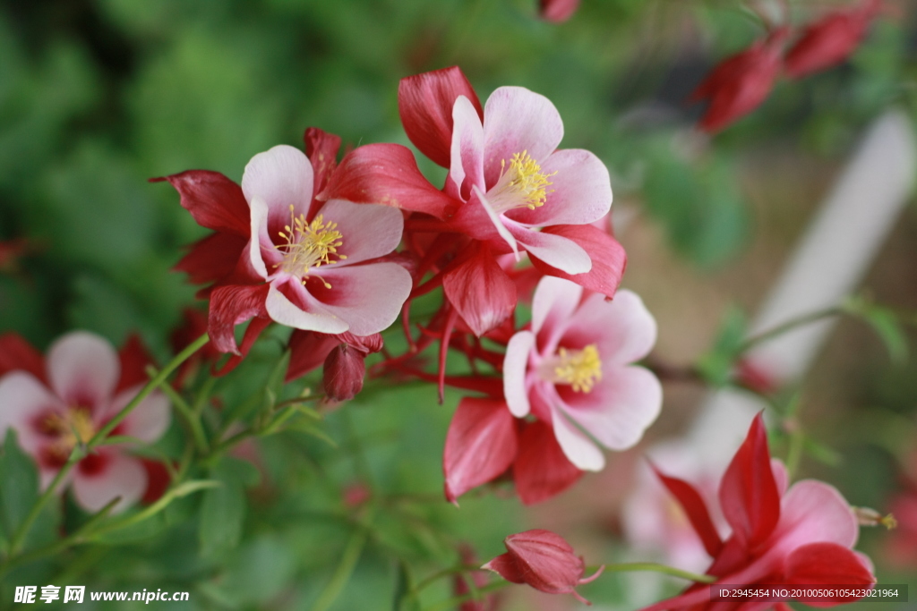 花草