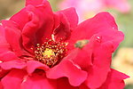 红月季 蜜蜂