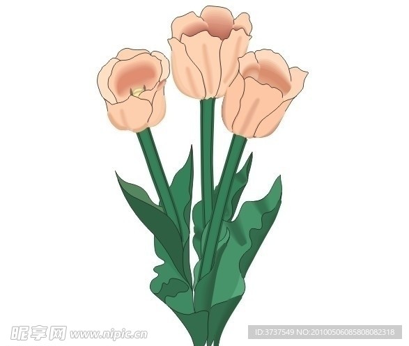 美丽的花朵
