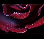 花之魁 紫玫瑰