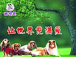 草地上的狗狗