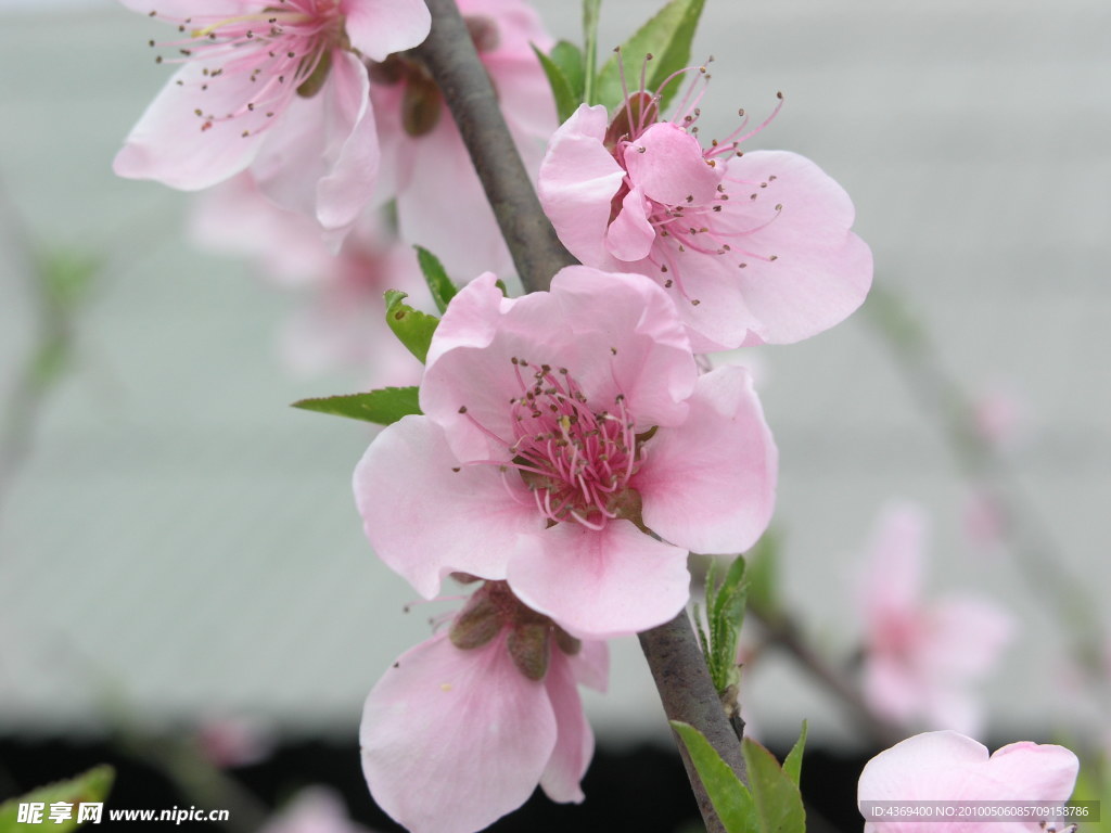 梅花 桃花