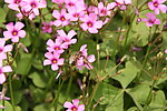 红花 蜜蜂