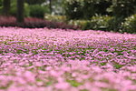 花 草籽花