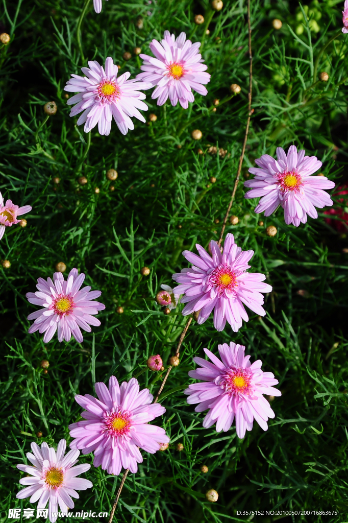 小花