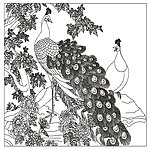 孔雀菊花图