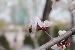 勤劳的蜜蜂