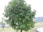 一棵香花树