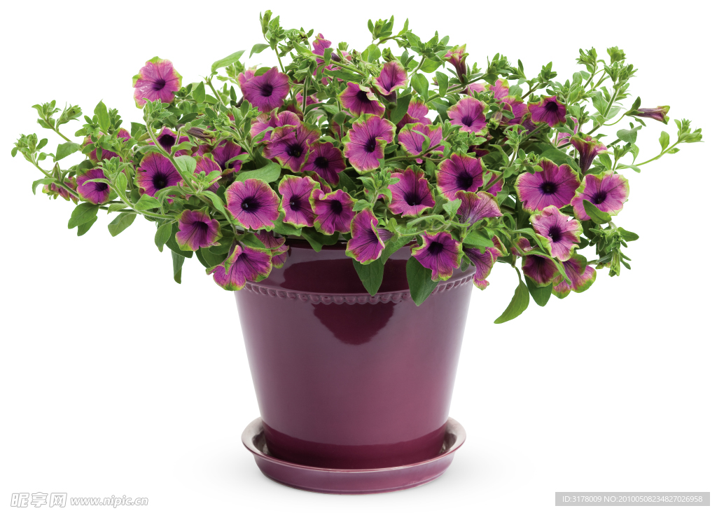 鲜花