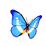 蓝蝴蝶 生物