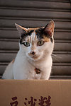 市场里的花猫