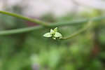 花草