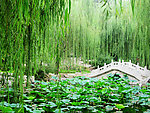 大观园小桥