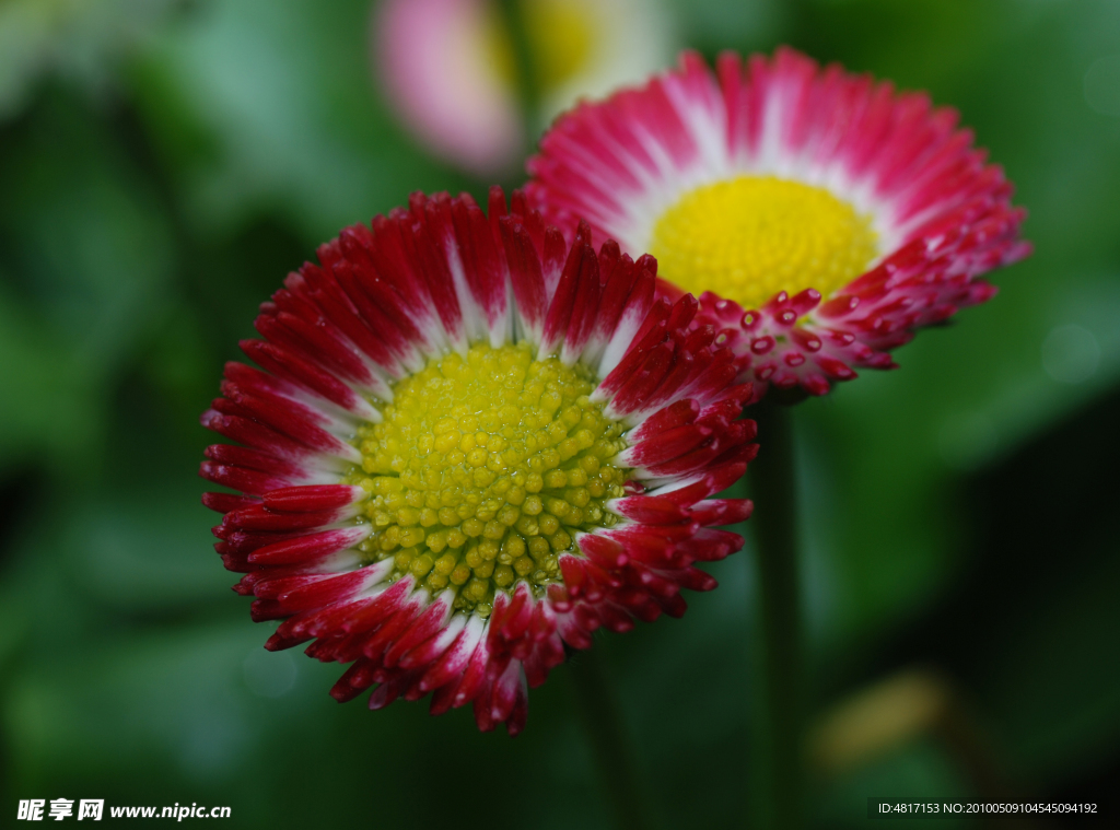 雏菊