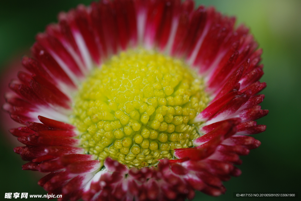 雏菊
