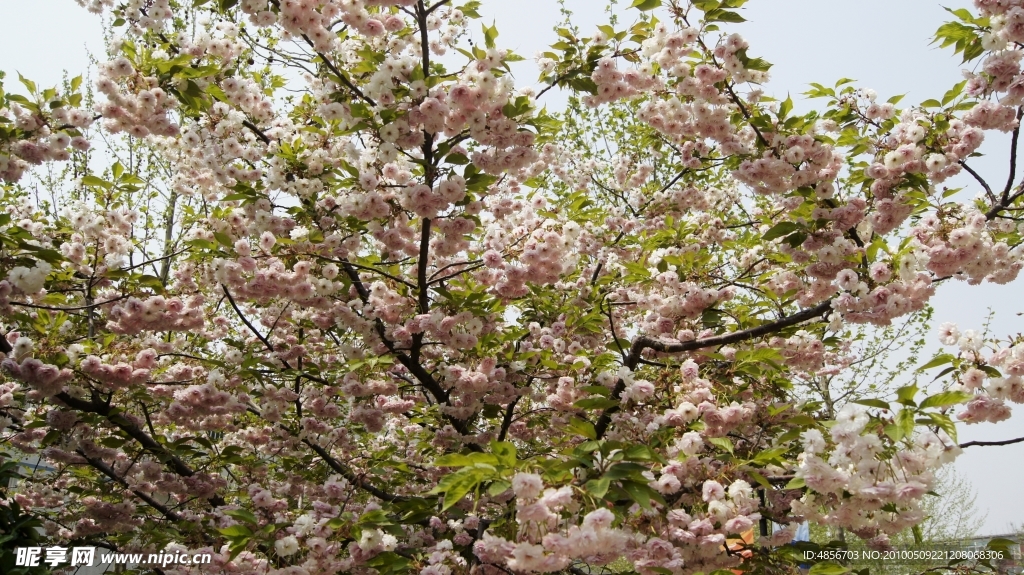 烂漫樱花